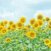 なの画像