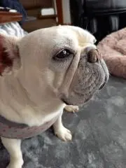 ブコンヌ