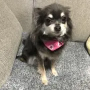 chi -chanの画像