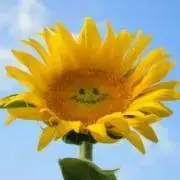 Sunflowerの画像