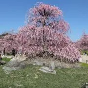 よこの画像