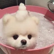 くまの画像