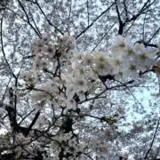 Sakuraの画像