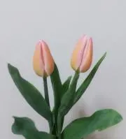 chiharustampの画像