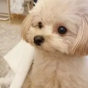 Blairの画像