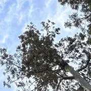 ルリの画像