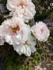 Kumiさんの画像
