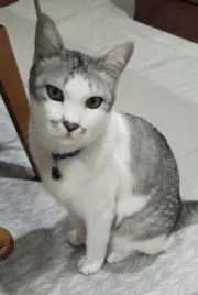 ルモアの画像