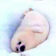 KAGAの画像
