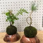 MMMMMの画像