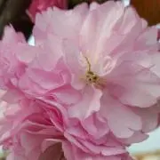 ゆーの画像