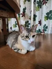 るーの画像