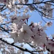 もちの画像