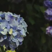 pareの画像