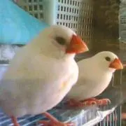 ブンブン