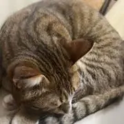 おとのさま