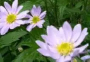 かねよ ✨編み物お値段ご相談くださいの画像