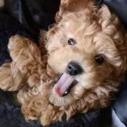 pippiの画像