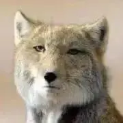 あかりんの画像