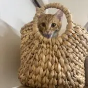 顾晓蓉の画像