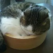 まいの画像