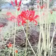 りん