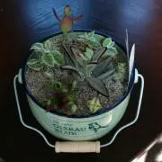 ヒスヒスPGの画像