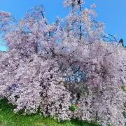 らん※匿名配送※の画像