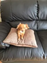 ちーたん
