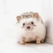 ニシナの画像