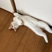 まるみの画像