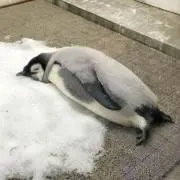 ぺんぎんの画像
