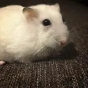 おかかの画像