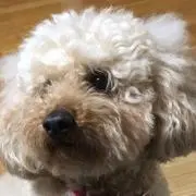 ぴっぴの画像