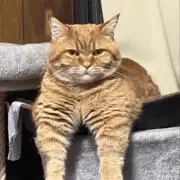 Aの画像