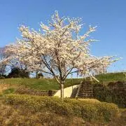 あおちょん