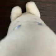 peraticleの画像