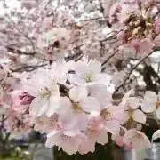HACHI☆の画像