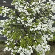 ハナミズキの画像