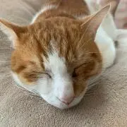キミッヒの画像