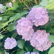 紫陽花の画像