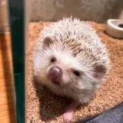 でんでんの画像