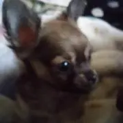 coco