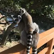 Monteの画像