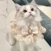 pom_86782