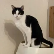 虎虎の画像