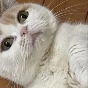 じーにーの画像