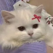 Nの画像