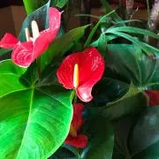 Alohaの画像