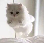 くらげの画像